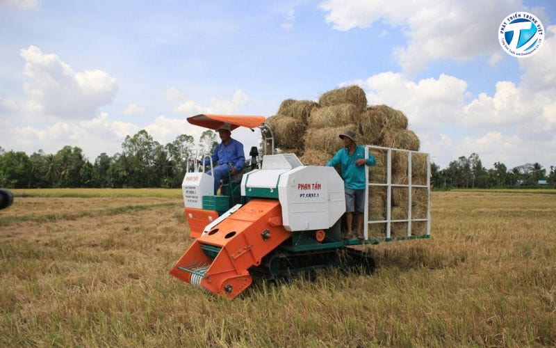 Thu gom và vận chuyển rơm rạ sau thu hoạch